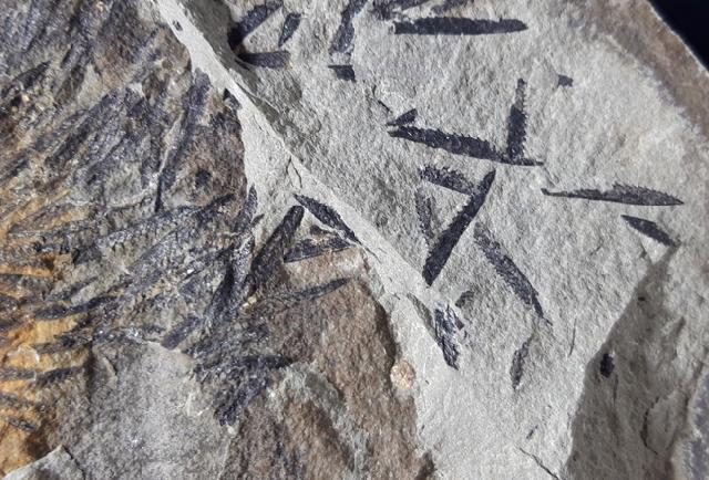 Monograptus sp. GEINITZ 1852 - Bild © FossNet FossilienStore